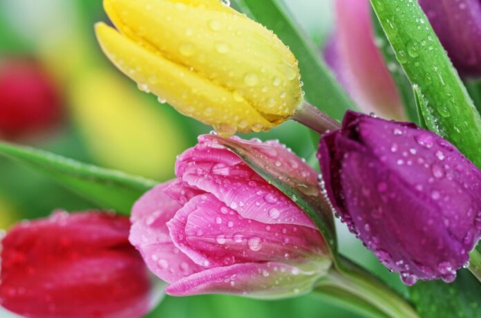 Bunter Tulpenstrauß mit Wassertropfen